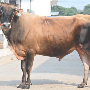 JY-147 LEGAND