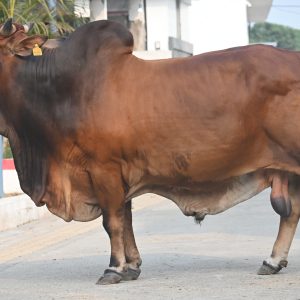 SH-135 RAJNIKANT
