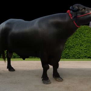 MR-165 ARJUN KUNGAR