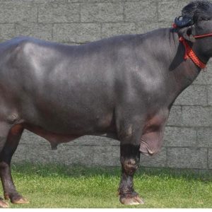 MR-166 TOOFAN KUNGAR