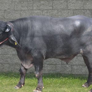 SU ARJUN