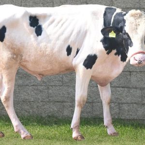 HF-161 BRUNO