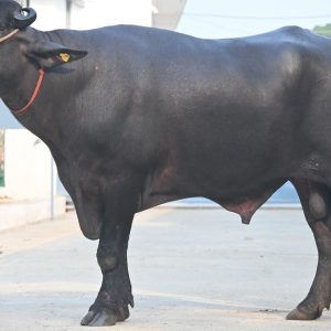 MR-SU ARJUN