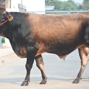 JC02 Tbone